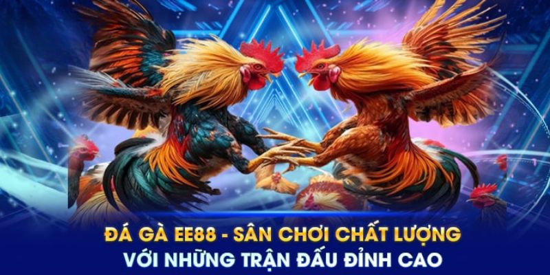 Khám phá những trận đấu siêu cuốn sảnh đá gà WS168